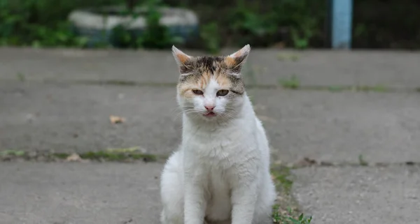 Gato Camina Por Calle Gato Callejero Gato Está Sentado Valla — Foto de Stock