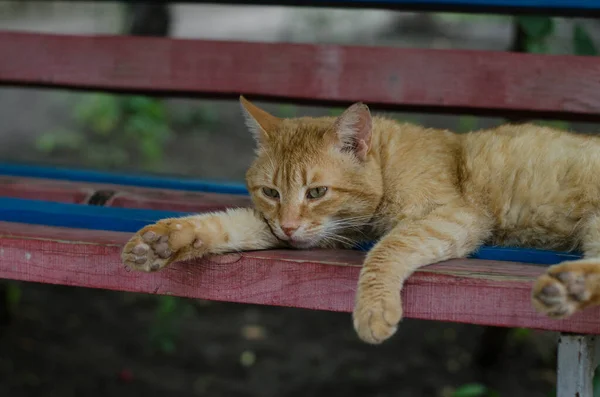 这只猫沿街散步 街头猫 这只猫正坐在栅栏上 在海边的猫 — 图库照片