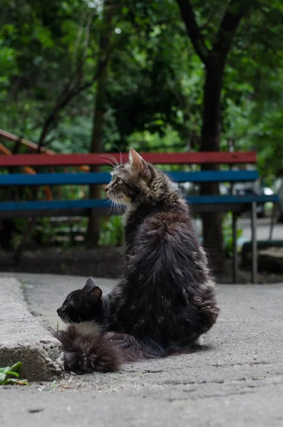 Kedi Cadde Boyunca Yürür Sokak Kedisi Kedi Çitin Üzerinde Oturuyor — Stok fotoğraf