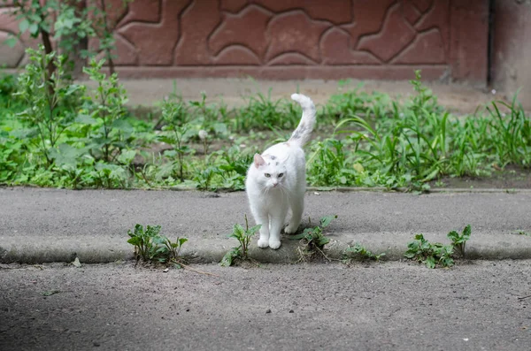 这只猫沿街散步 街头猫 这只猫正坐在栅栏上 在海边的猫 — 图库照片