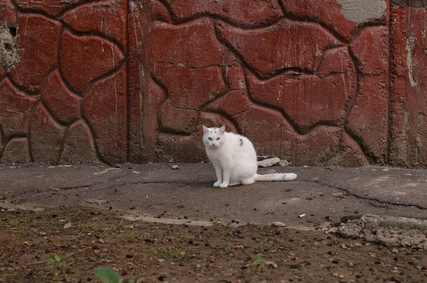 Gato Camina Por Calle Gato Callejero Gato Está Sentado Valla —  Fotos de Stock