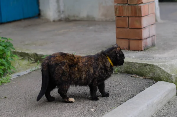 Kat Loopt Langs Straat Straat Kat Kat Zit Het Hek — Stockfoto