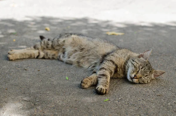 Gato Caminha Pela Rua Gato Rua Gato Está Sentado Cerca — Fotografia de Stock