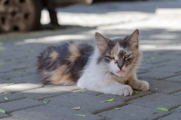 灰蒙蒙的街头猫走在街上 一只斑斑的猫坐在人行道上 红猫正坐在家里 红街猫正坐在街上 — 图库照片