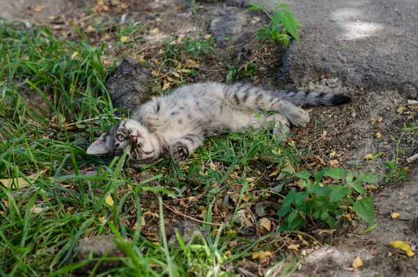 Gray Street Cat Walking Street Spotted Cat Sits Sidewalk Red — Stock Photo, Image