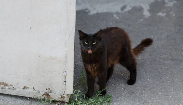 Kot Gray Street Idzie Ulicą Zauważony Kot Siedzi Chodniku Czerwony — Zdjęcie stockowe