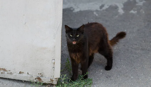 Gray Street Cat Loopt Door Straat Een Gevlekte Kat Zit — Stockfoto