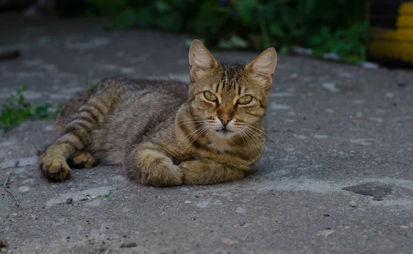 Graue Straßenkatze Läuft Die Straße Hinunter Eine Gefleckte Katze Sitzt — Stockfoto