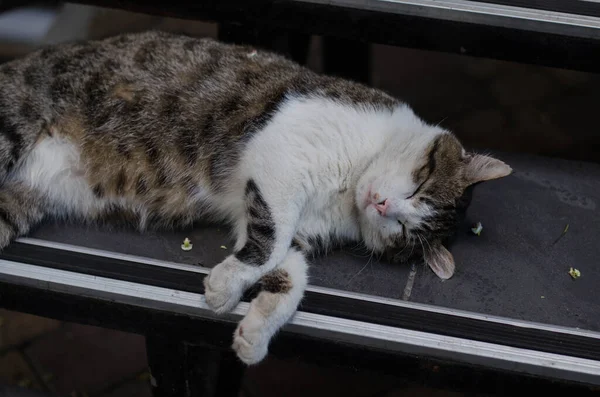 Gray Street Cat Loopt Door Straat Een Gevlekte Kat Zit — Stockfoto