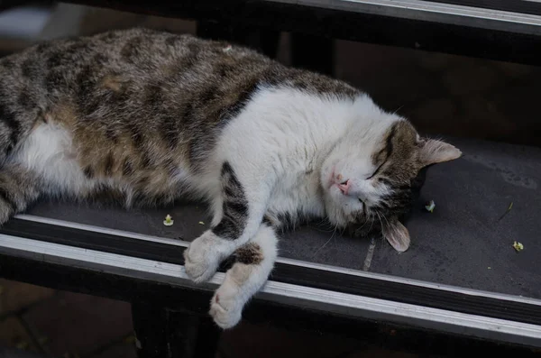 Gray Street Cat Walking Street Spotted Cat Sits Sidewalk Red — Stock Photo, Image