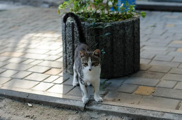 Gray Street Cat Marche Dans Rue Chat Tacheté Est Assis — Photo