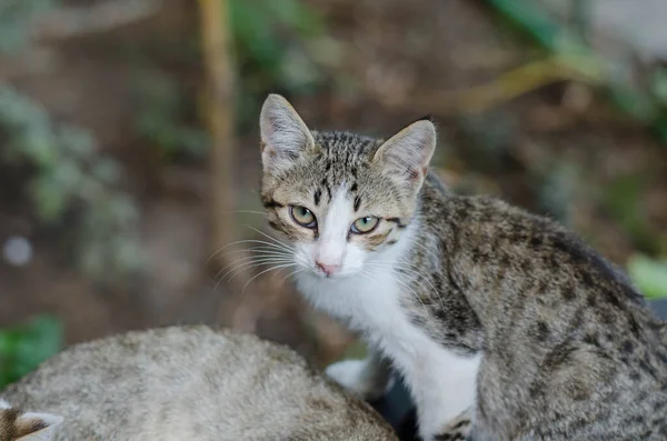 灰色の通りの猫の通りを歩いている 歩道には猫が座っている 赤い猫が家に座っている 赤い通りの猫が通りに座っている — ストック写真