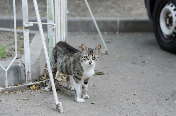 Šedá Pouliční Kočka Jde Ulici Chodníku Sedí Skvrnitá Kočka Červená — Stock fotografie
