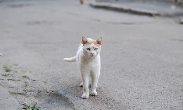 Chat Rue Est Assis Maison Chat Cour Marche Chat Errant — Photo