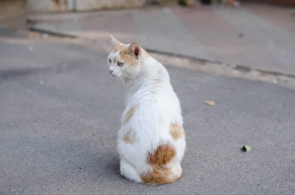 Gato Callejero Está Sentado Casa Gato Del Patio Camina Gato —  Fotos de Stock