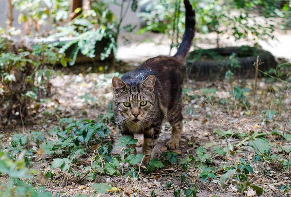 ストリートキャットは家に座っている 庭の猫が歩いている 野良猫 — ストック写真