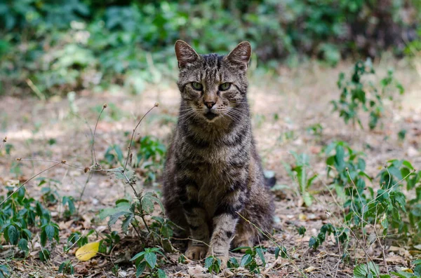 ストリートキャットは家に座っている 庭の猫が歩いている 野良猫 — ストック写真