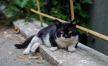 Sokak kedisi evde oturuyor. Avlu kedisi yürüyor. Sokak kedisi..