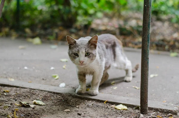 Gray Street Cat Marche Dans Rue Chat Tacheté Est Assis — Photo