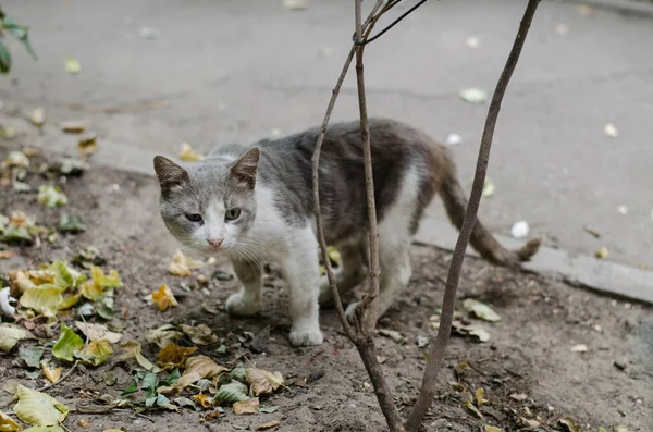 Gato Gris Calle Está Caminando Por Calle Gato Manchado Sienta — Foto de Stock
