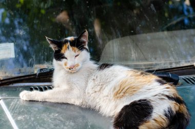 Arabada kızıl bir sokak kedisi oturuyor. Bahçe kedisi yürüyor. Gezgin bir hayvan. Safkan hayvan..