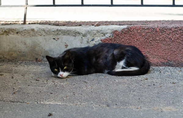 街头猫 院子里的流浪猫在散步 斑点猫 纯种宠物 — 图库照片