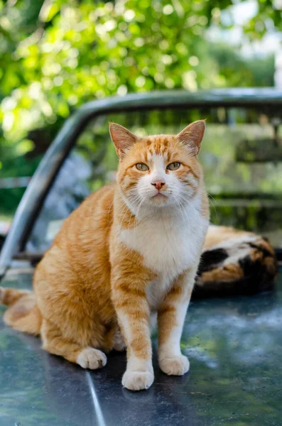 Gato Rua Gengibre Está Sentado Carro Gato Quintal Está Andando — Fotografia de Stock