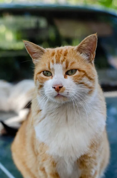 Gato Rua Gengibre Está Sentado Carro Gato Quintal Está Andando — Fotografia de Stock