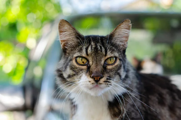 Gato Manchado Rua Quintal Abandonado Casa Gato Raça Pura Para — Fotografia de Stock