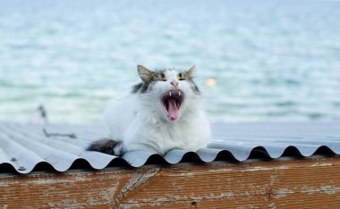 Sokak kedisi esniyor. Kedi deniz kenarında yürür. Terk edilmiş hayvan..