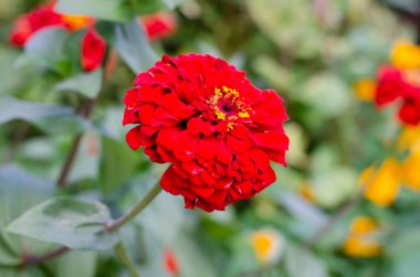 Yabani çiçekler. Kasımpatı. Çiçekli yatak. Bir buket çiçek..