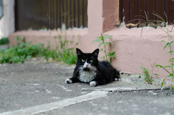 Gatto Strada Maculato Gatto Randagio Siede Sull Erba Animali Compagnia — Foto Stock