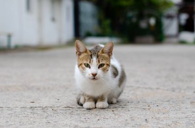 Bahçe kedisi sokakta yürüyor. Sokak safkan kedisi. Terk edilmiş hayvan..