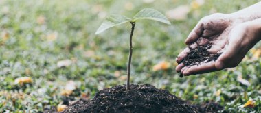 Genç adam, baktığı ve koruduğu tohumlara mineral gübresi veriyor, çevreyi koruyor ya da seviyordu ya da toprağı koruyordu.