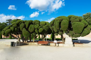 ağaçlar retiro Park - madrid