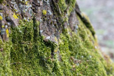 Yosunlar, Bryophyta bölümüne ait vasküler dokudan yoksun küçük bitkilerdir. Bu bitkiler, tüm dünyaya yayılmış yaklaşık 10.000 türe sahiptir. Özellikle ağaçlık alanlarda ve gölgeler ve nemin hakim olduğu su yolları boyunca..
