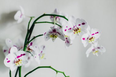 ev iç güzel orkide çiçek 