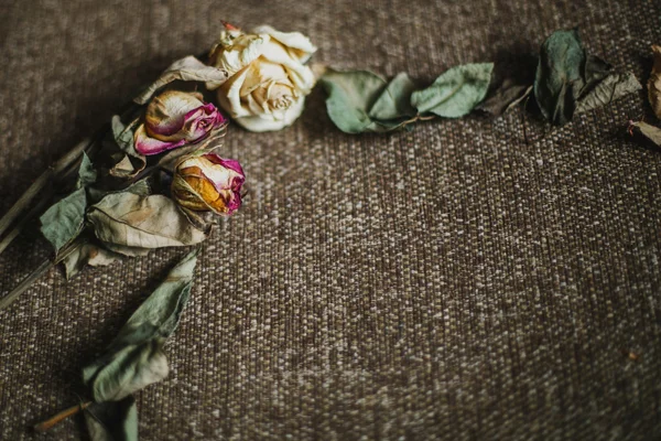 Trockene Blumen Auf Hintergrund — Stockfoto