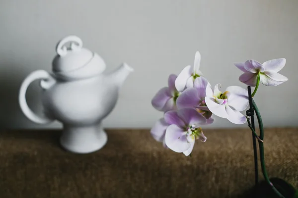 Schöne Orchideenblumen Hausinneren — Stockfoto