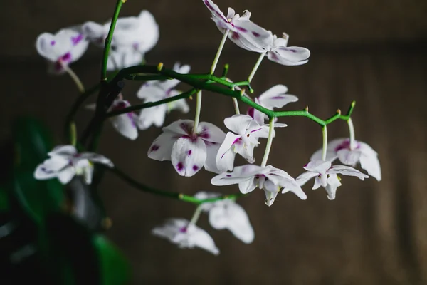Mooie Orchideebloemen Interieur — Stockfoto