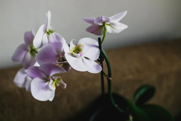 Flores Bonitas Orchid Interior Home — Fotografia de Stock