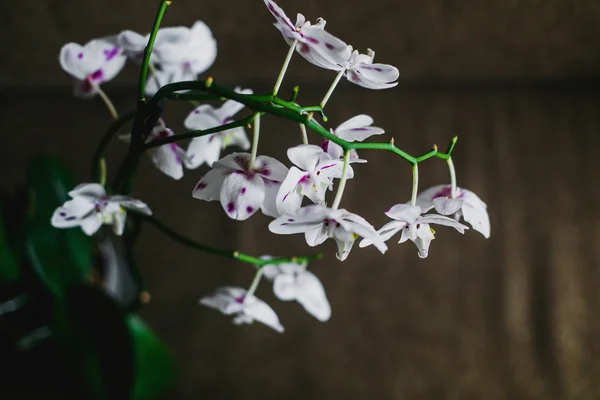 Mooie Orchideebloemen Interieur — Stockfoto