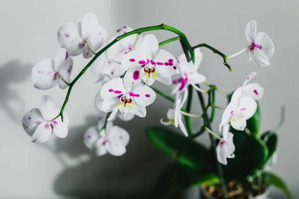 Mooie Orchideebloemen Interieur — Stockfoto