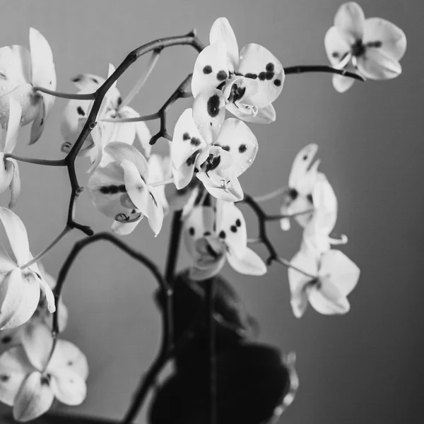 Beautiful Orchid flowers in home interior