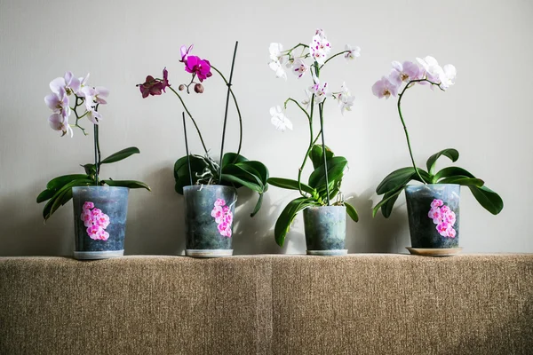 Beautiful Orchid flowers in home interior