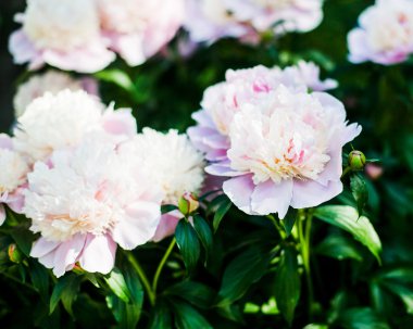 Renkli peonies yapay çiçekler arka plan. Çiçek duvar kağıtları.