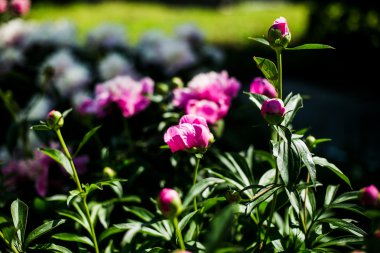 Güzel pembe peonies yakın çekim 