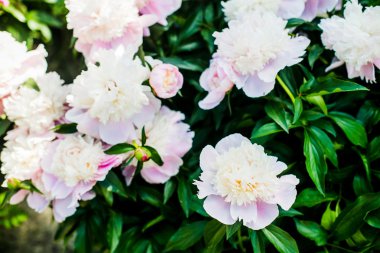 Güzel pembe peonies yakın çekim 