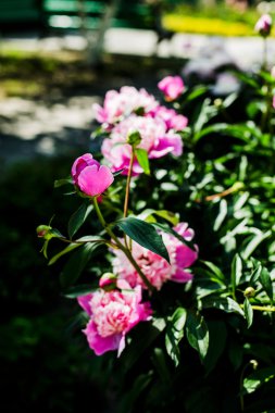 Güzel pembe peonies yakın çekim 