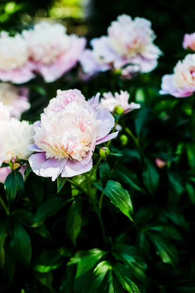 Vacker Rosa Pioner Nära Håll — Stockfoto